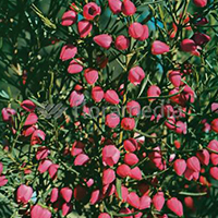 BORONIA